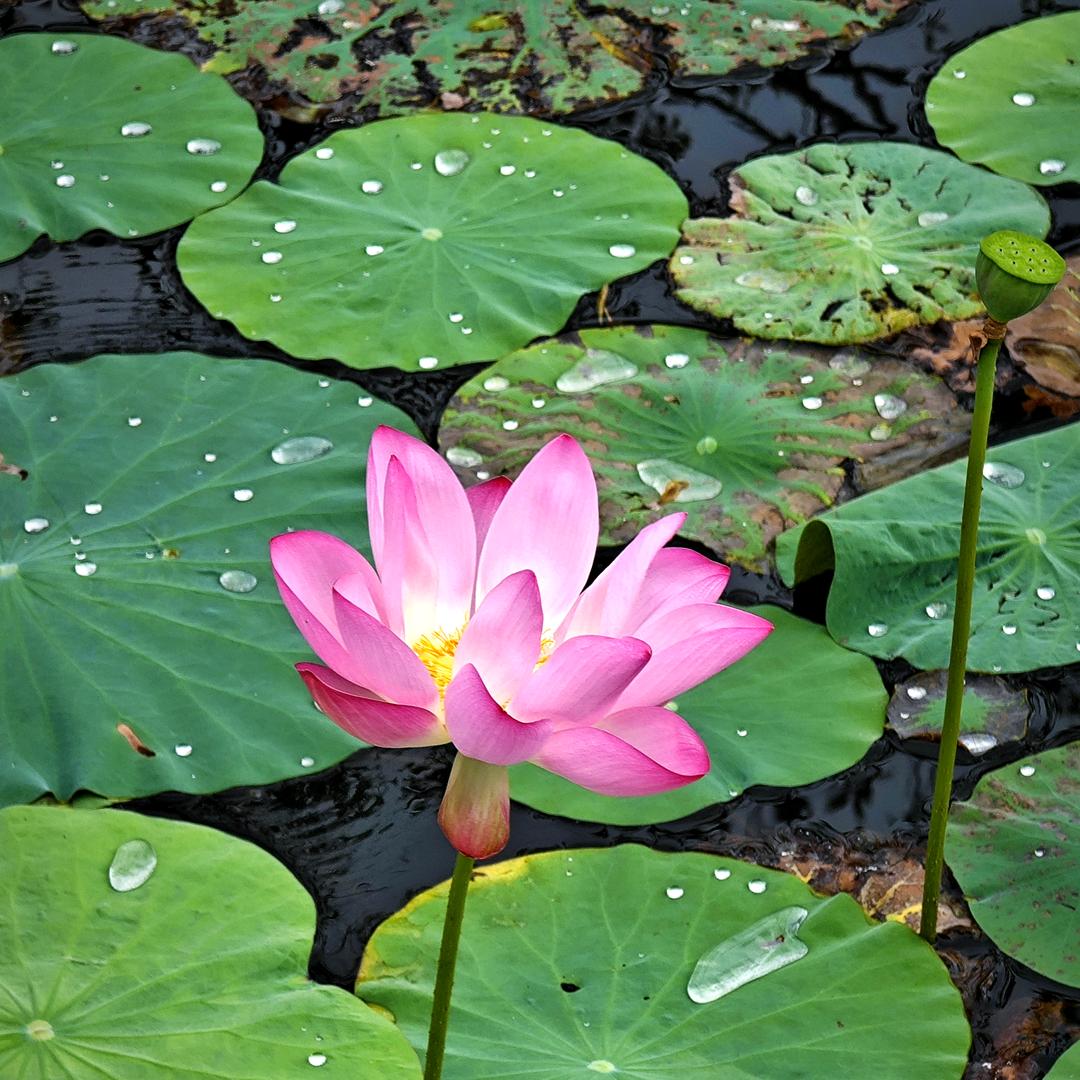花开富贵～