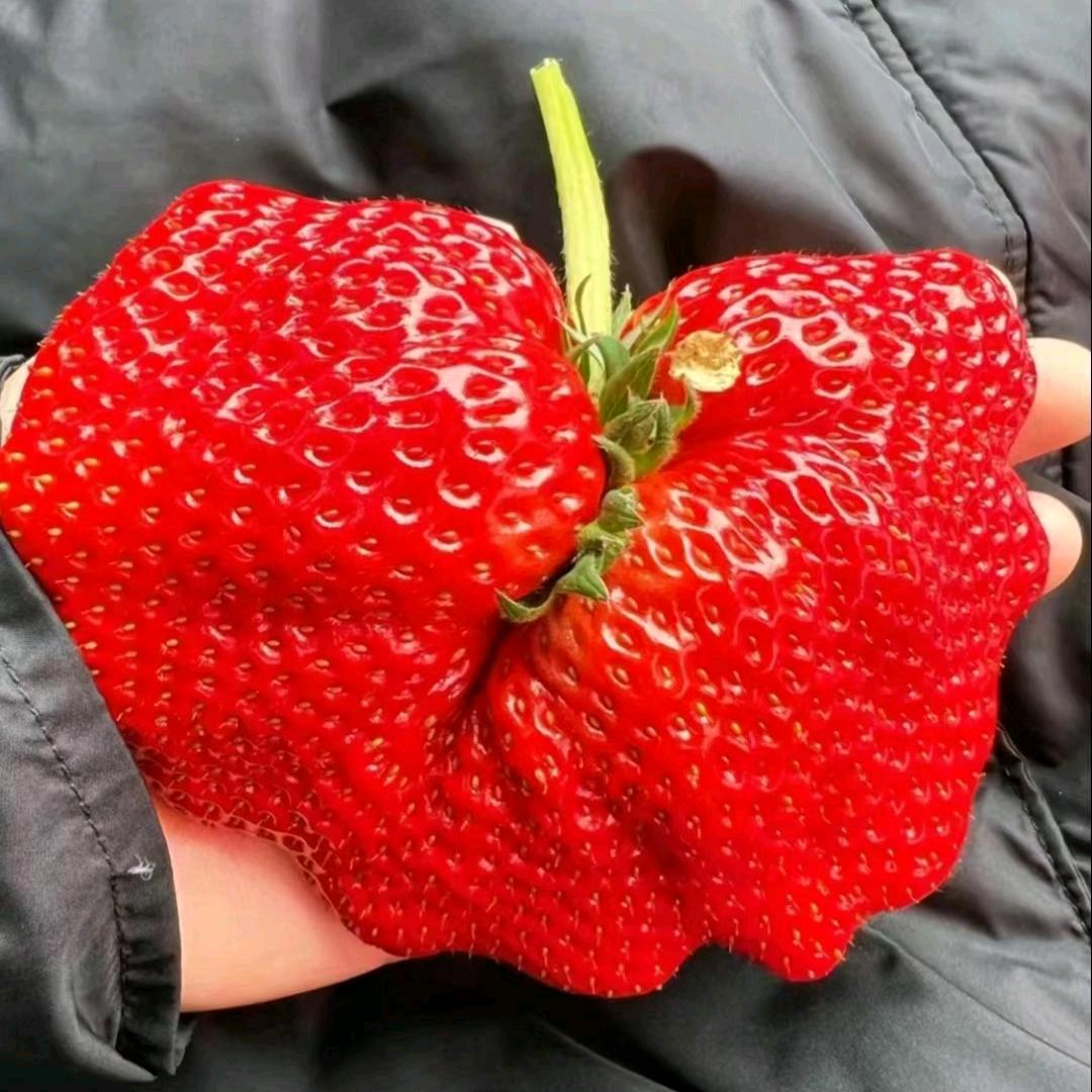 鸿源草莓采摘园