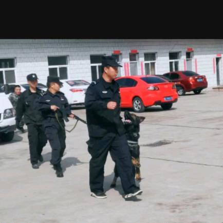 晋凡御犬训练中心【思凡】