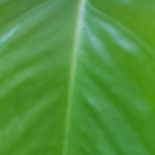 初雨〈🇨🇳初雨🇨🇳）