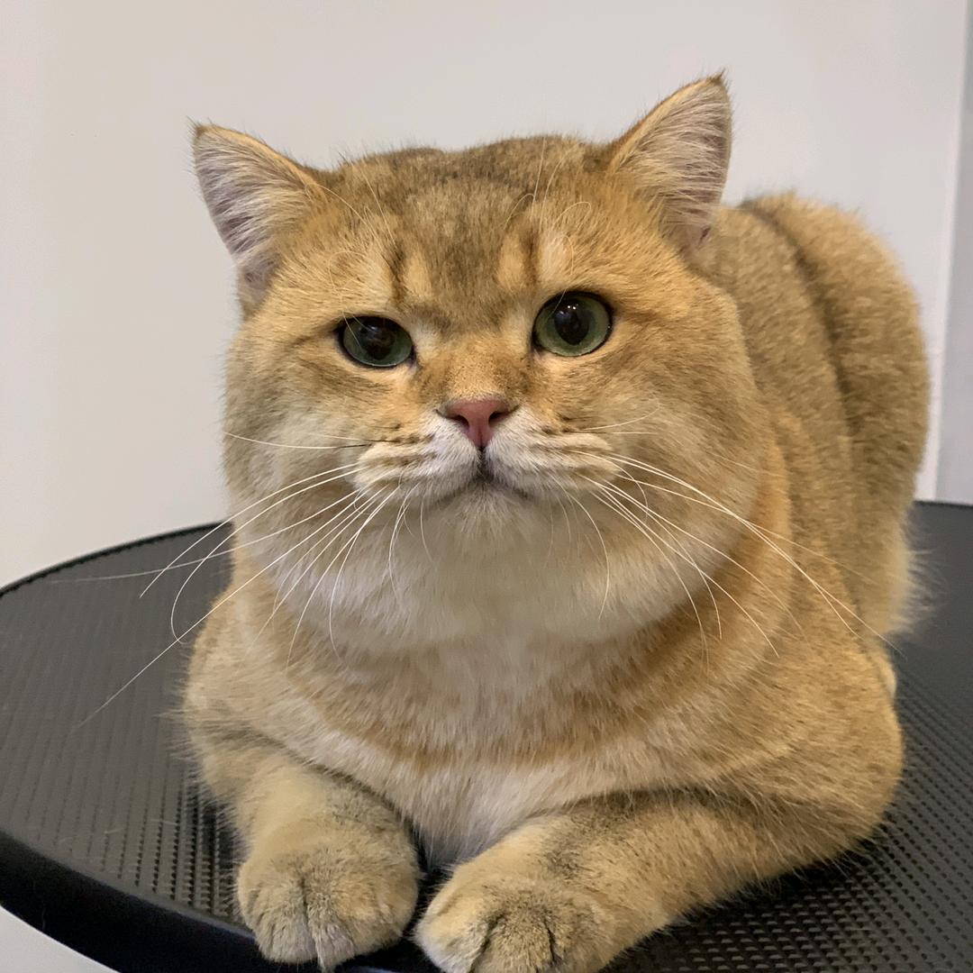 睡觉大王