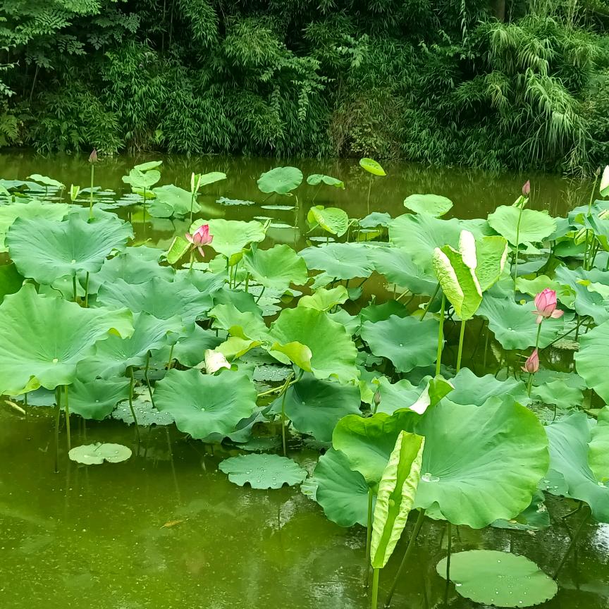 ʚ一枕星河梦 ♛(ɔˆз(ˆ⌣ˆc)