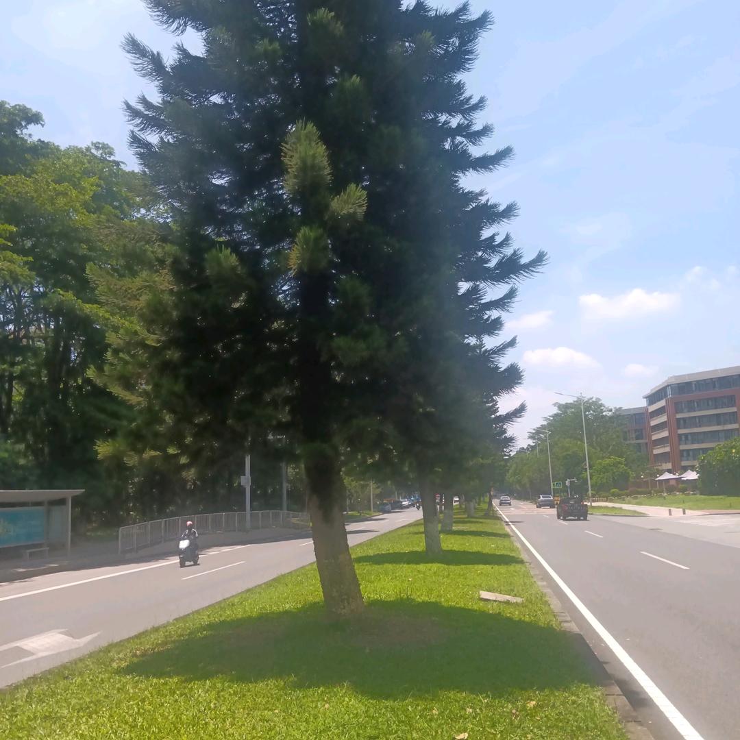 广西哥
