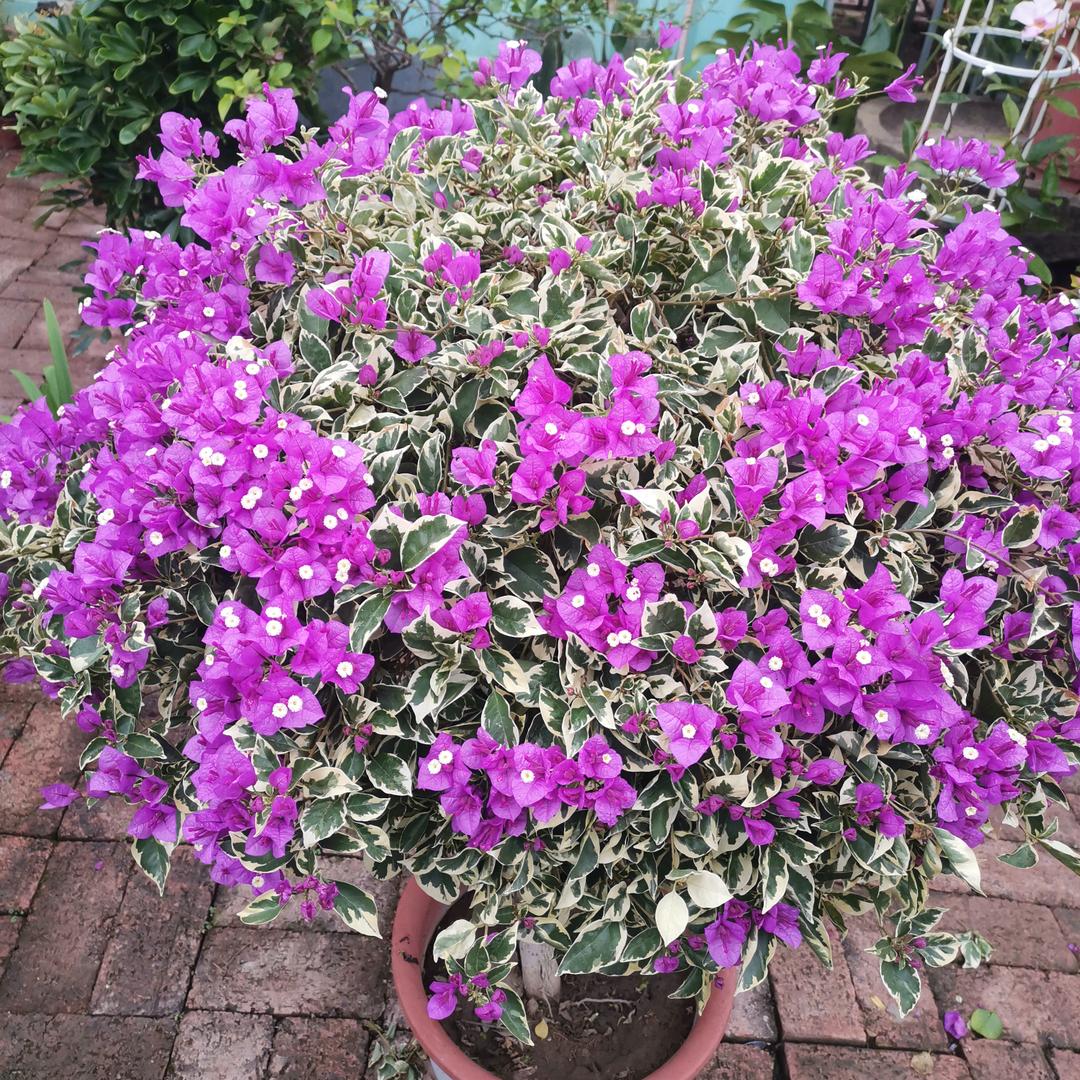 花花