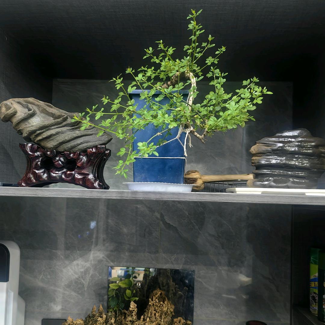 陕南纯天然奇石