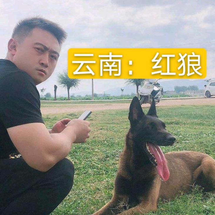 云南红狼犬舍（力争上游）