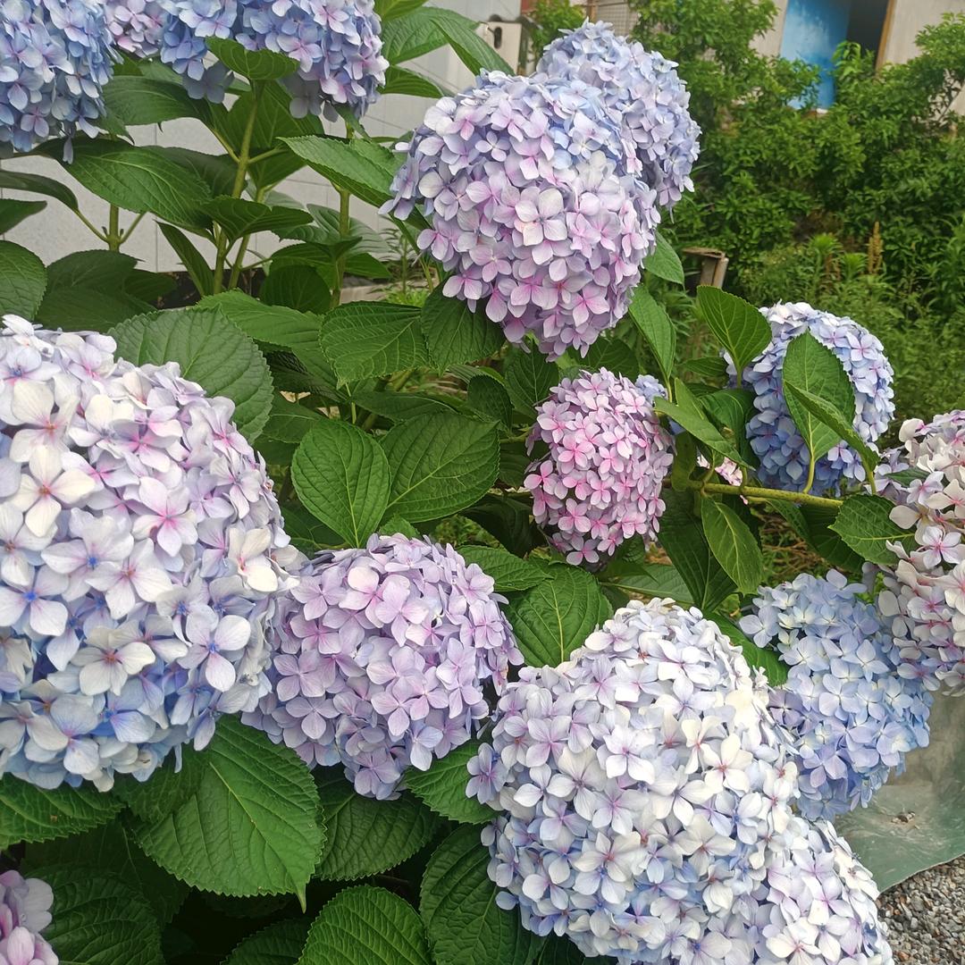 彭如贵984