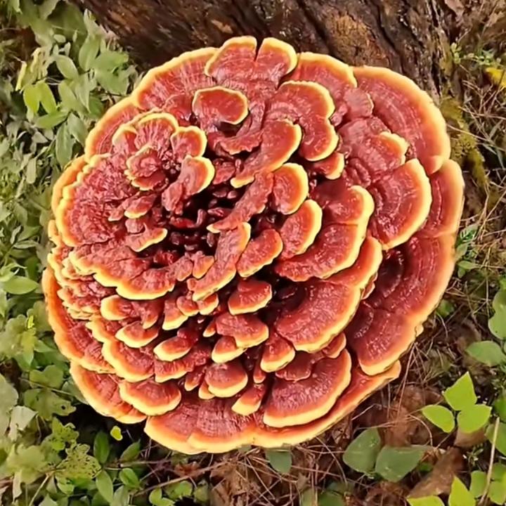 明天会更好🍎