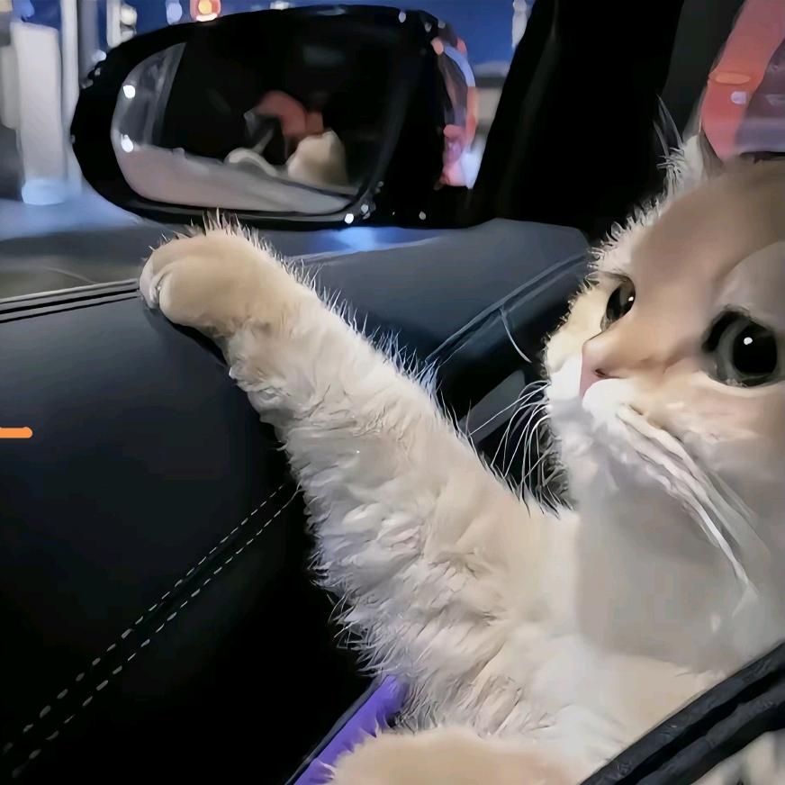 猫猫出发