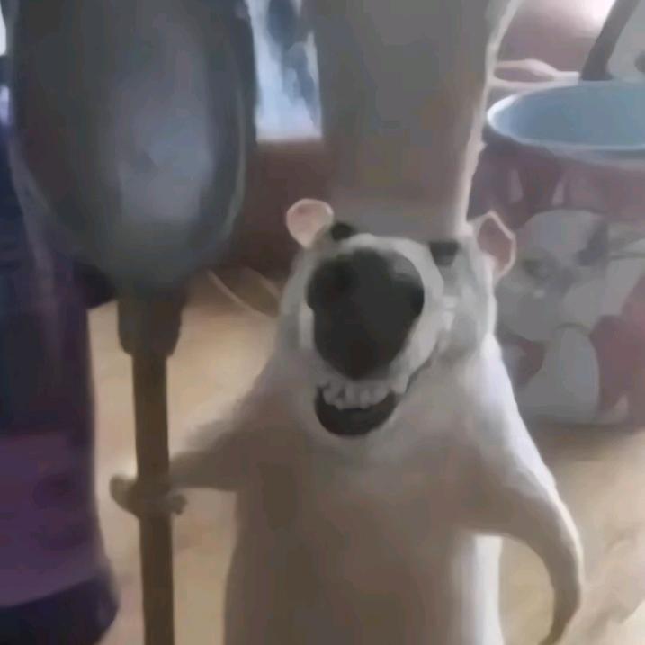 足球赛事直播群