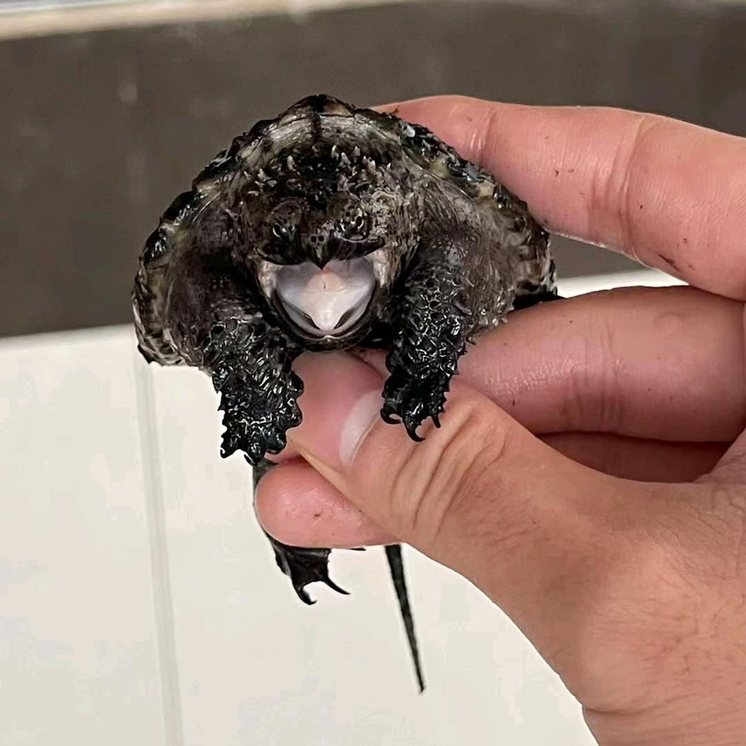 高品佛鳄（满头刺）