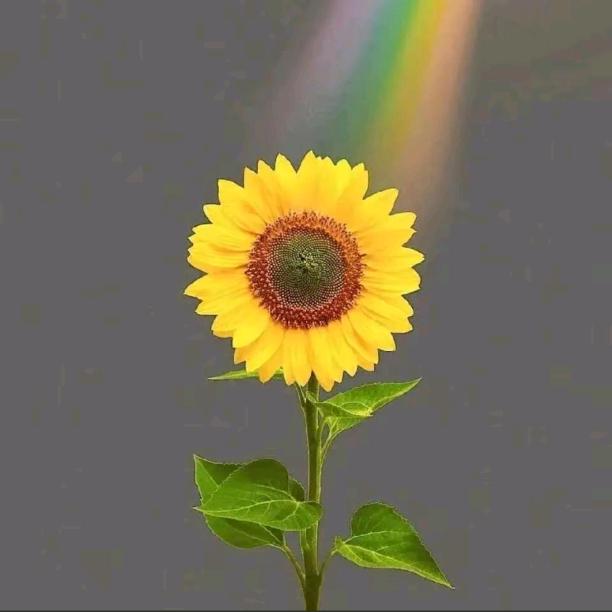 暖阳蜜柚
