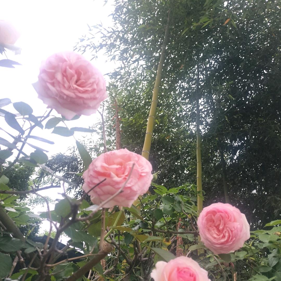 烂泥扶不上墙