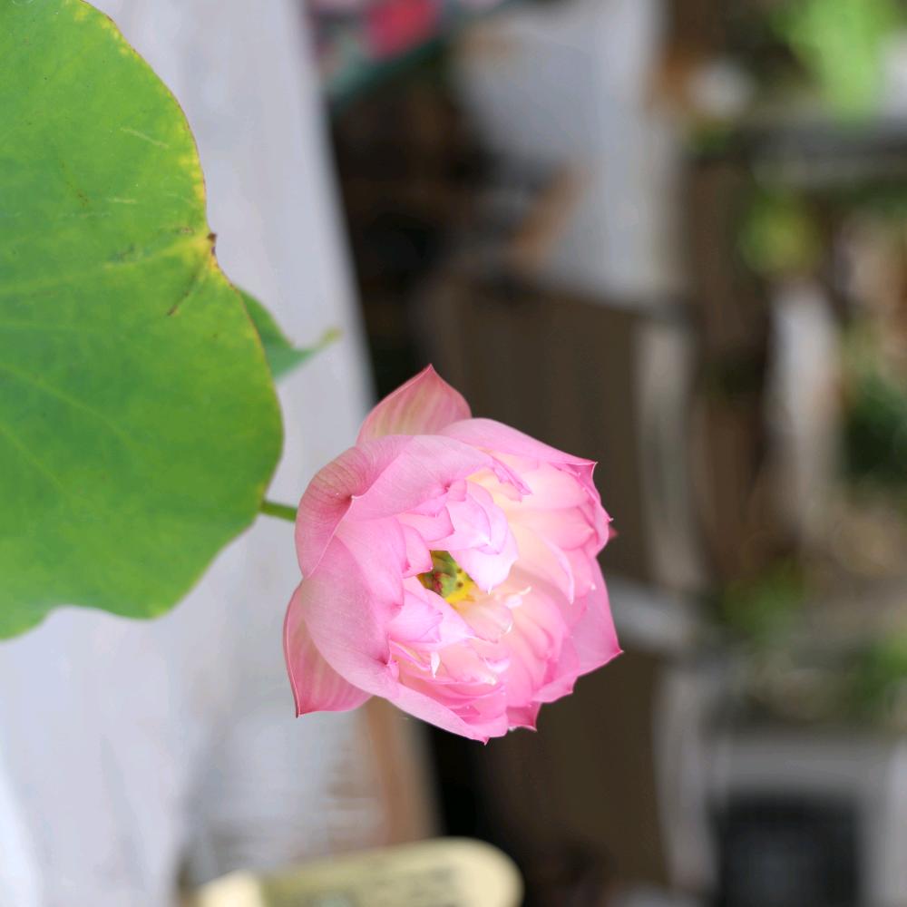 小曼爱生活