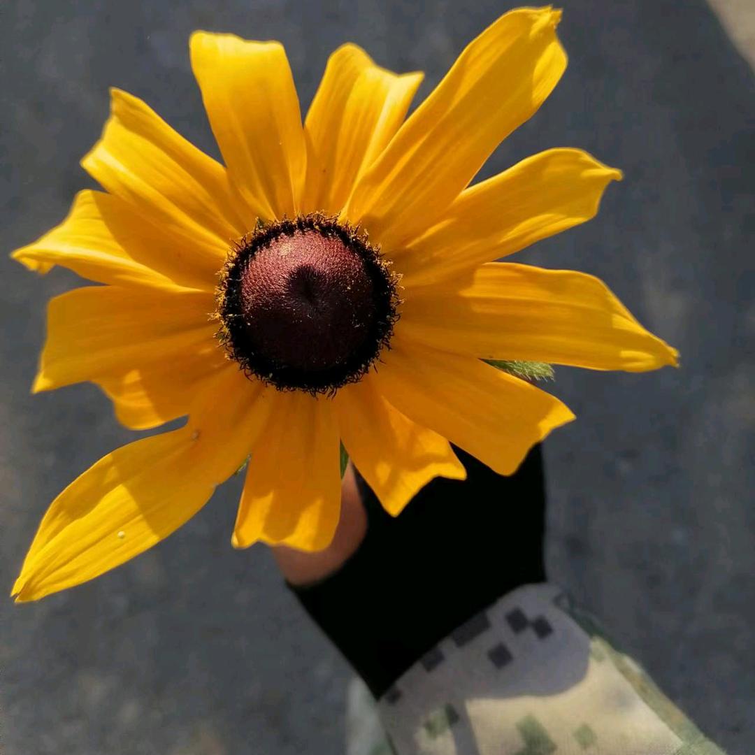布见
