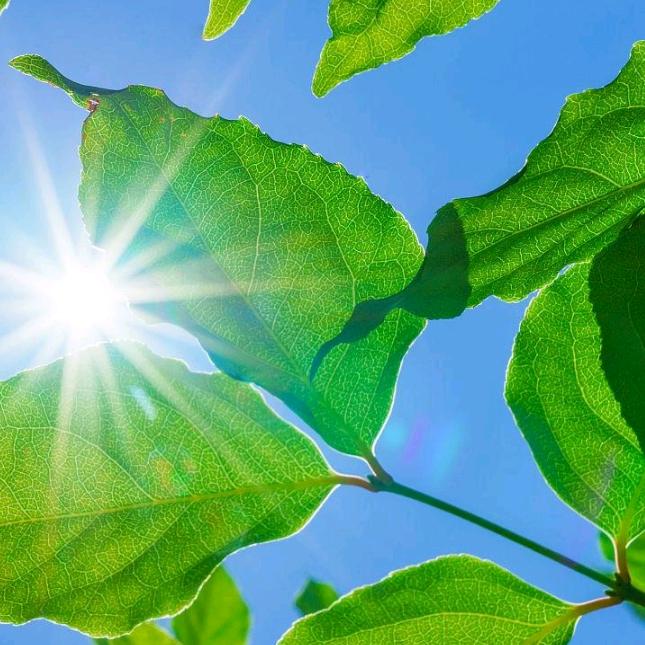 清晨阳光🌻