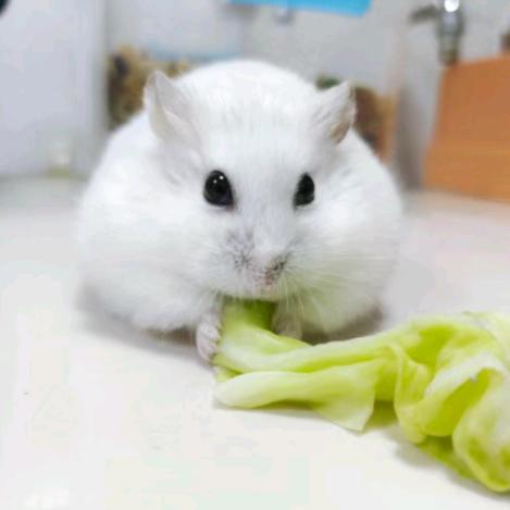 奏宝（三角洲行动）