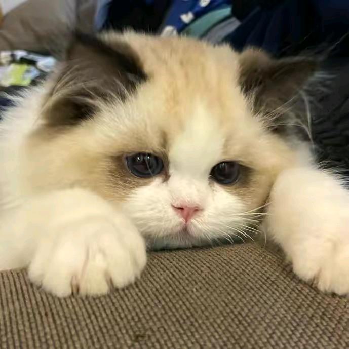 今夜（扫码圆梦主播）