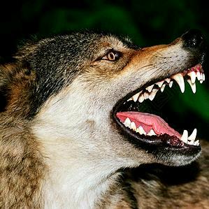獨狼