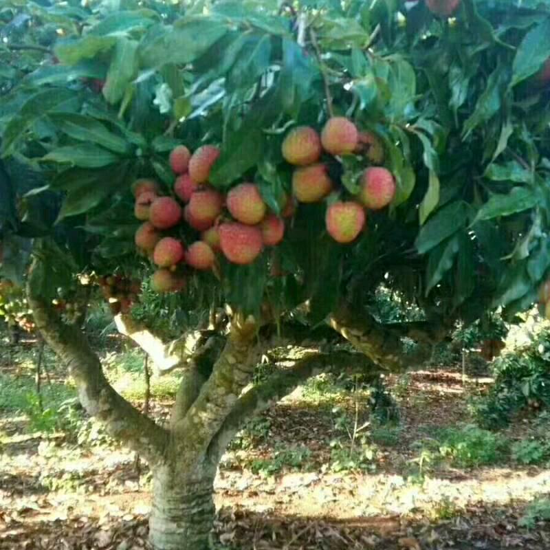 老虎