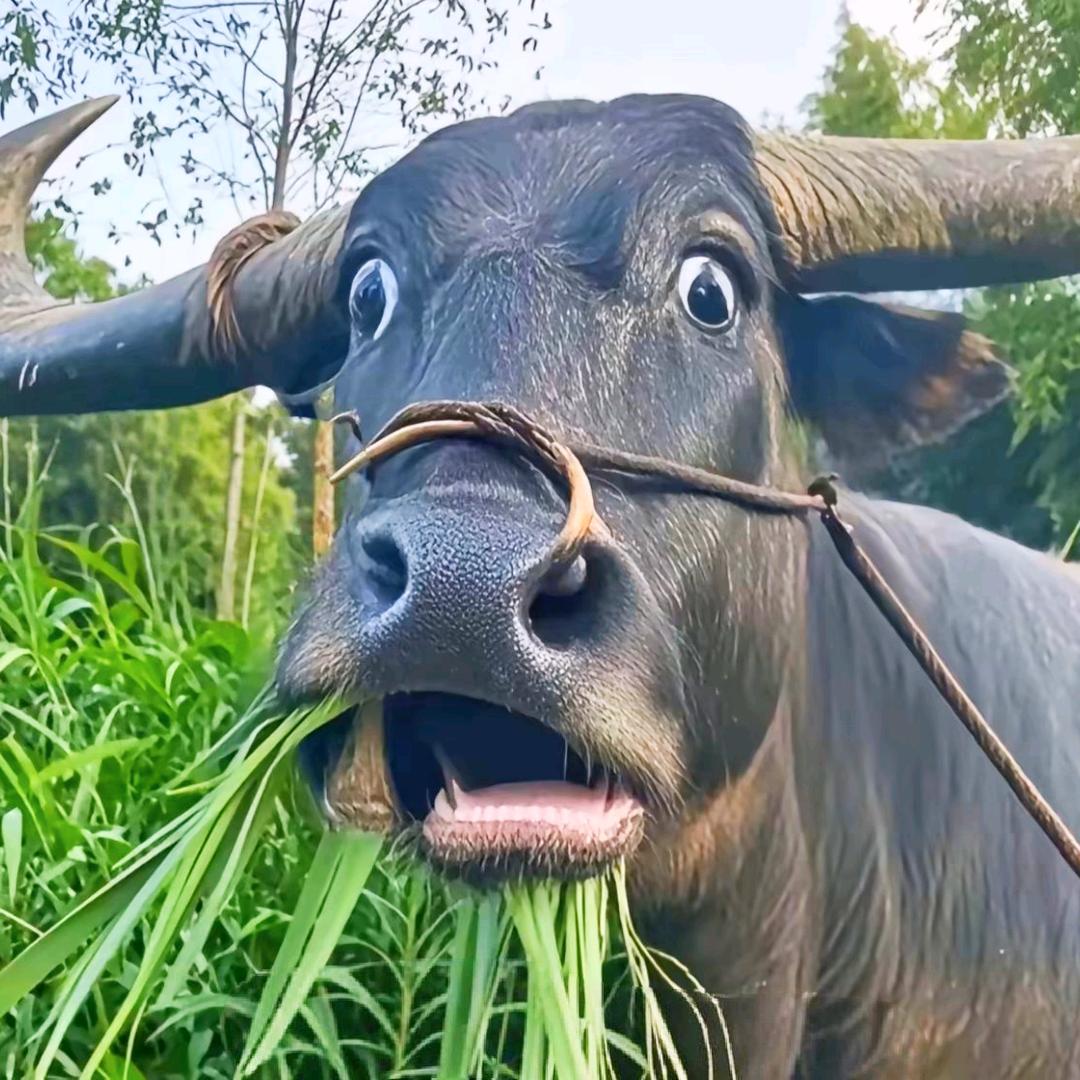 Q小影
