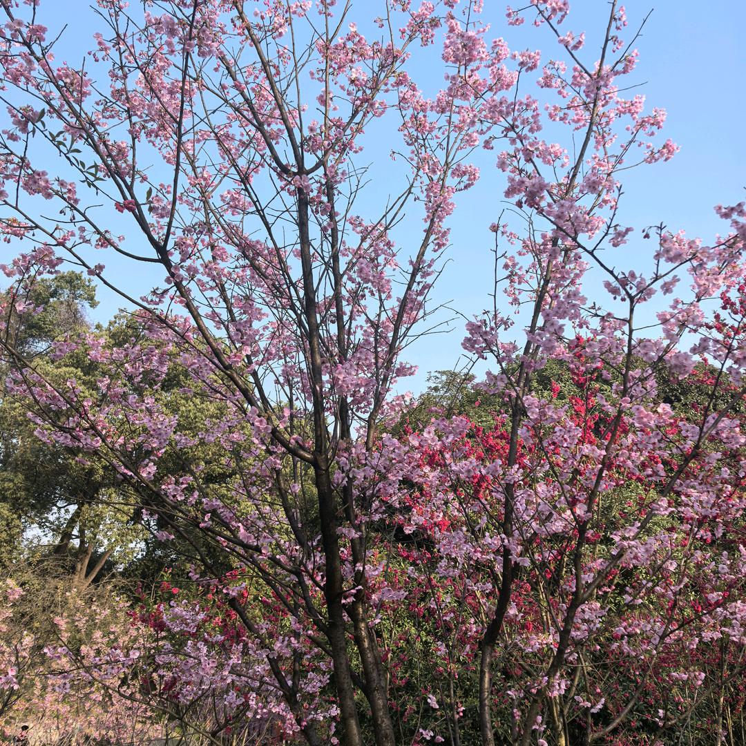 黄跃