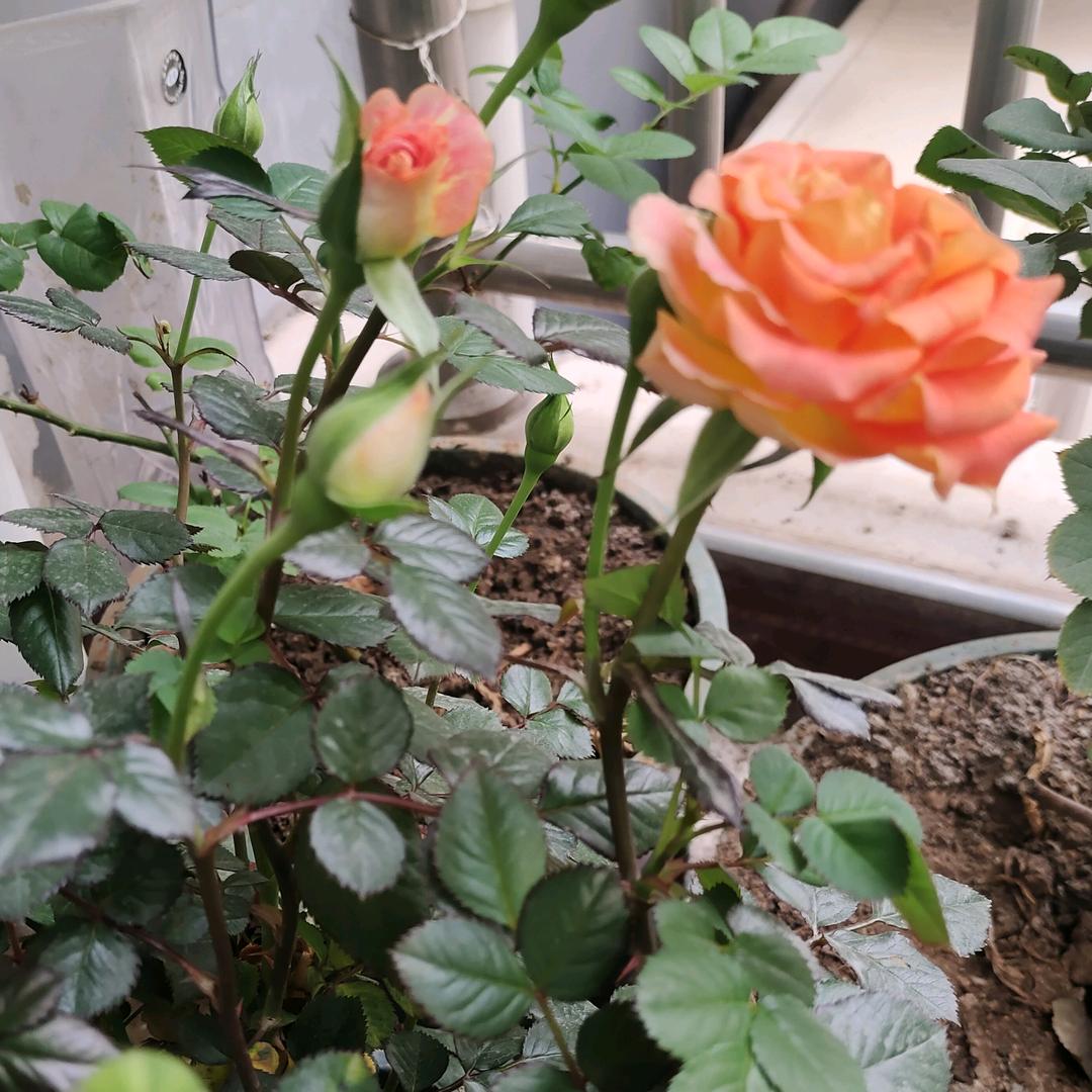 明天更好