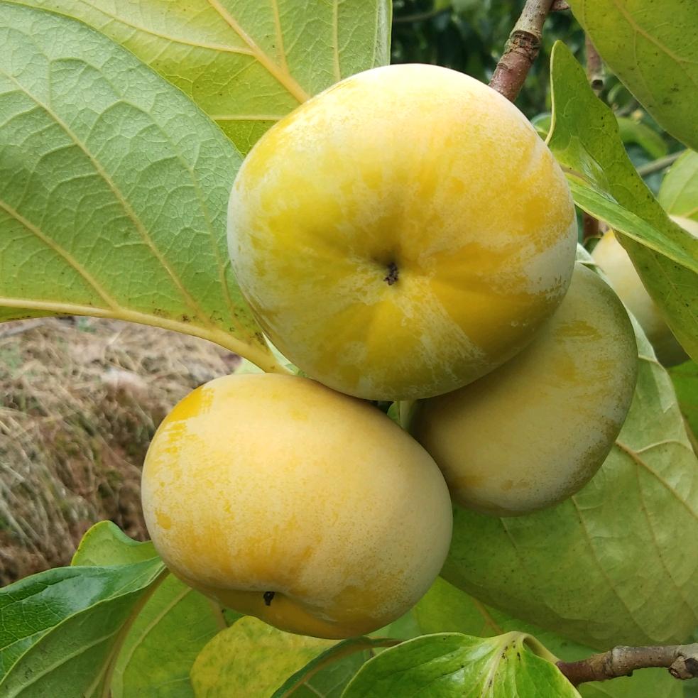 花🌸花🌸世界