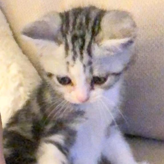 牙牙鸟藏薄荷酱（队长麻麻）