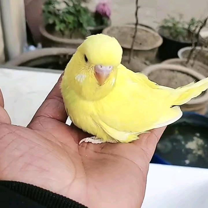 天涯独行客