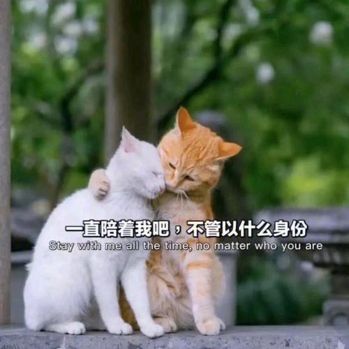 北北爱听歌