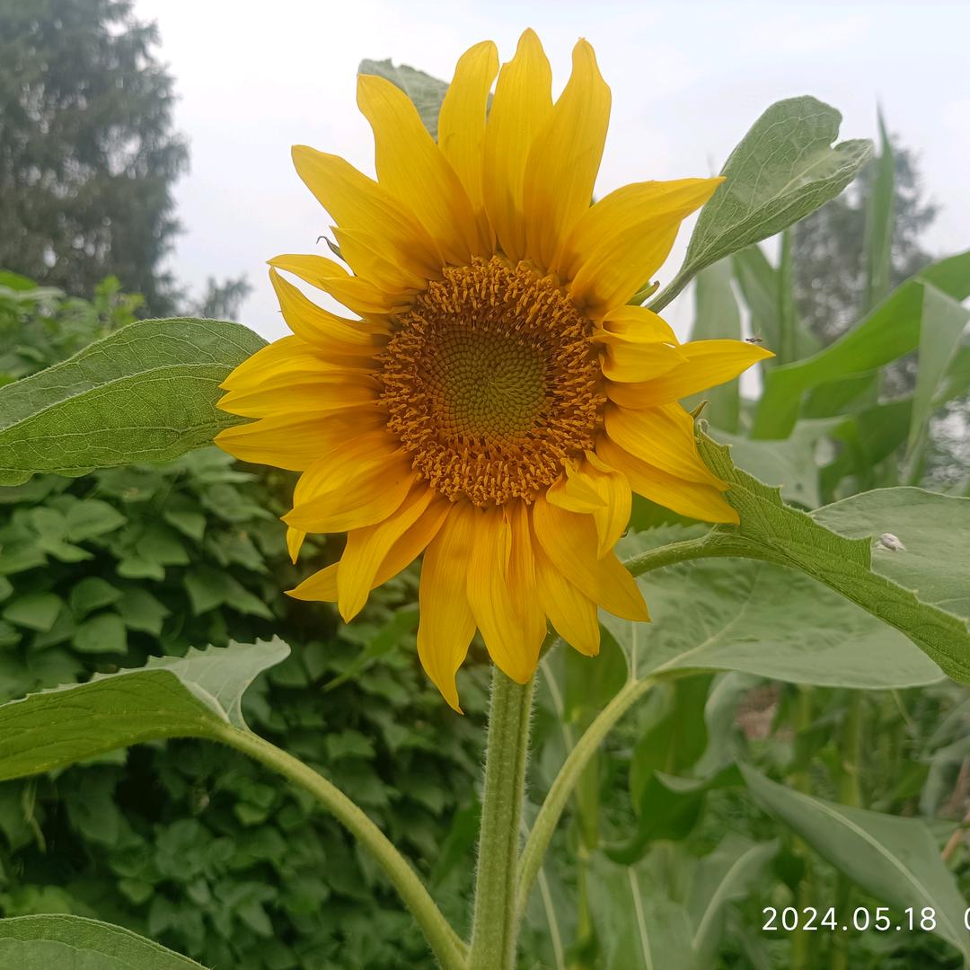 小桥人家