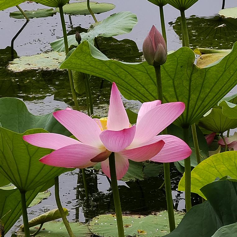 春来草自青