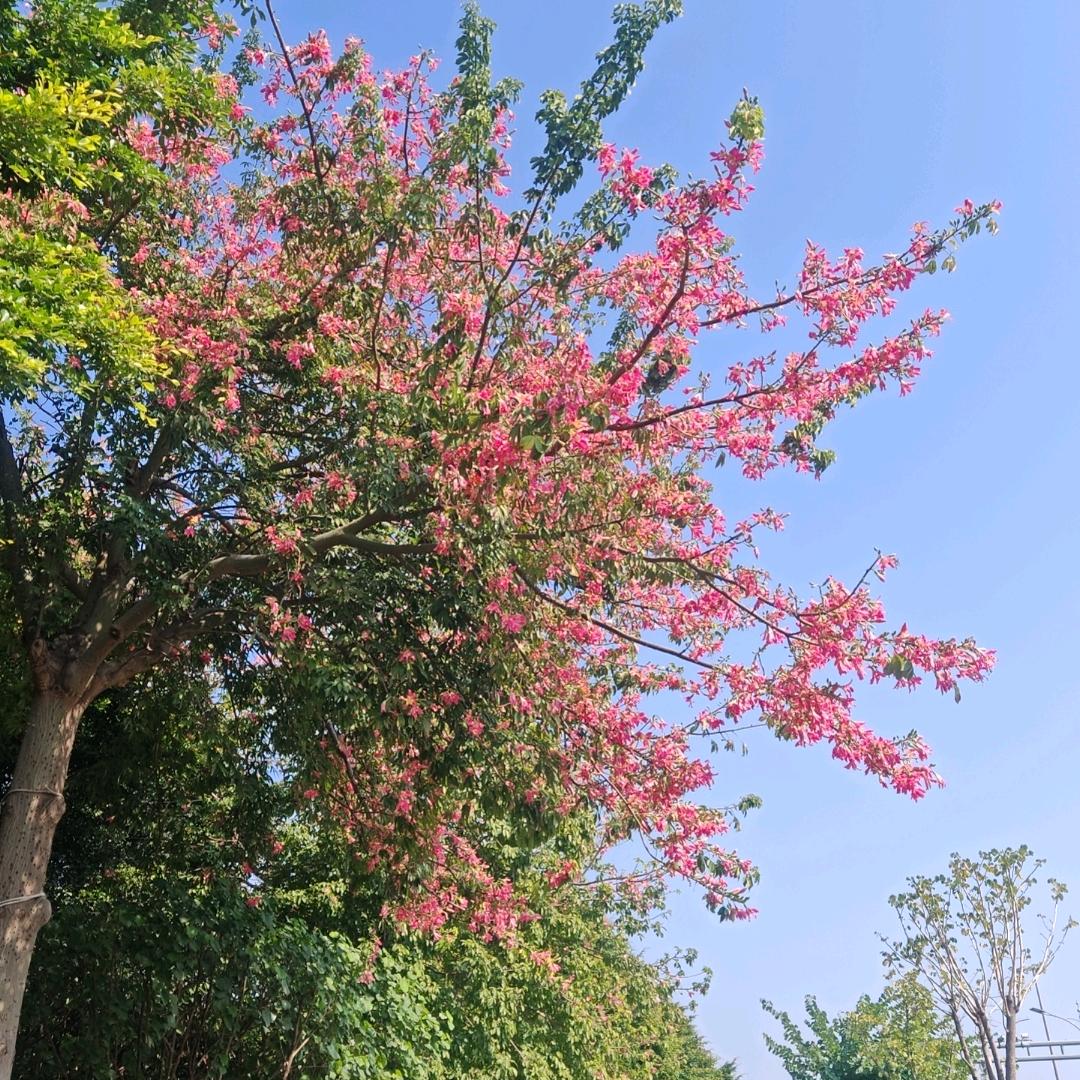 小小