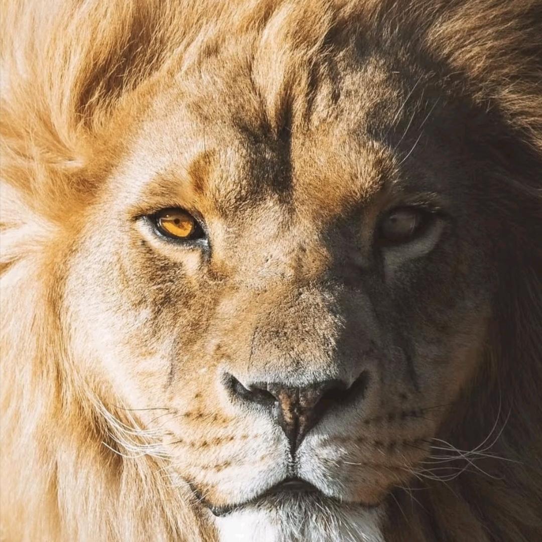 动物解说员阿野