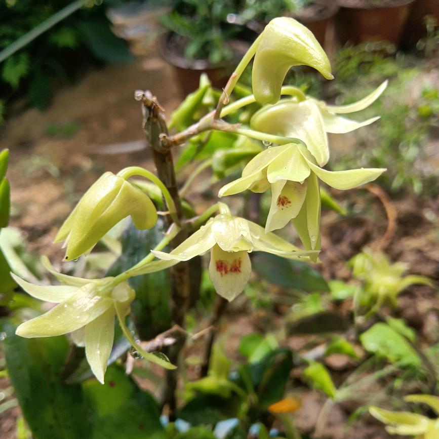龙洲花韵诗