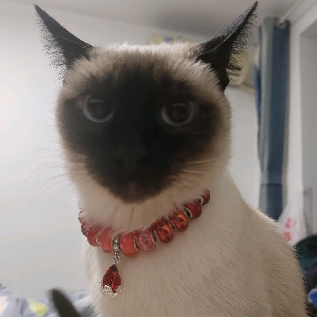 暹罗猫（六月）