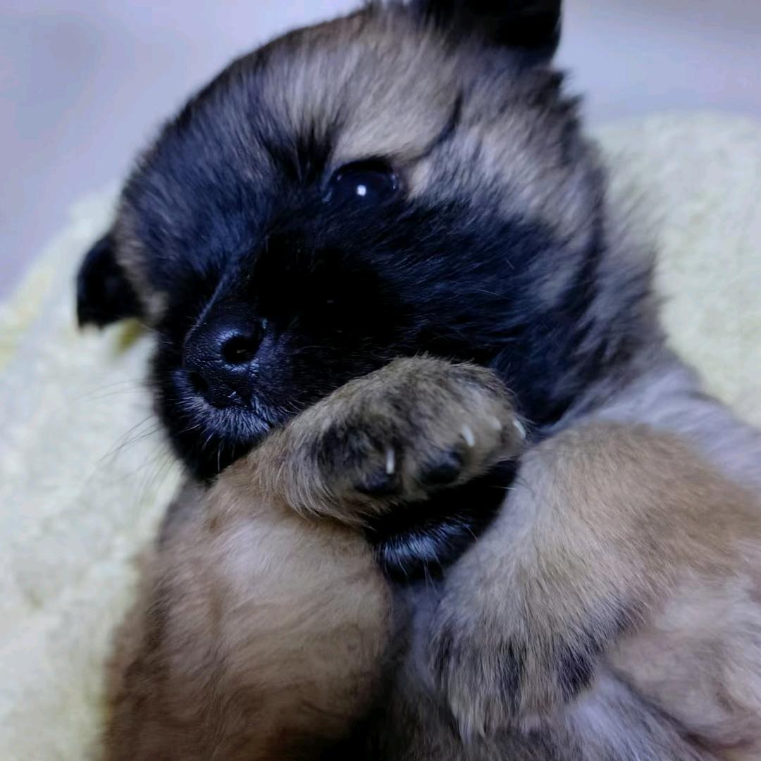 小七是只流浪狗