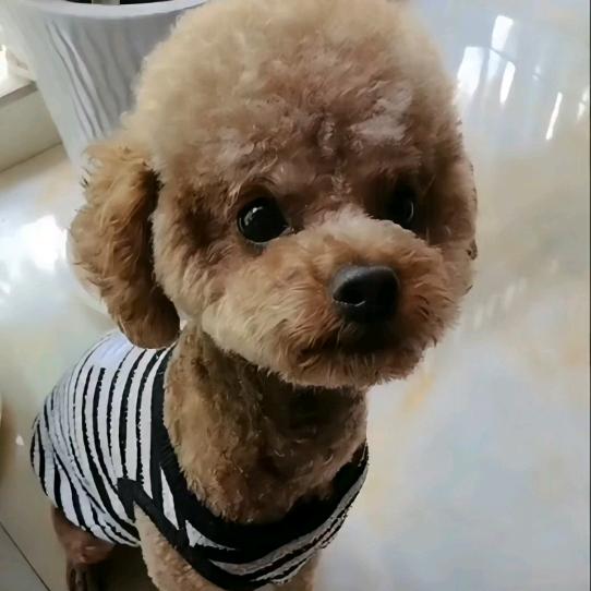 泰迪