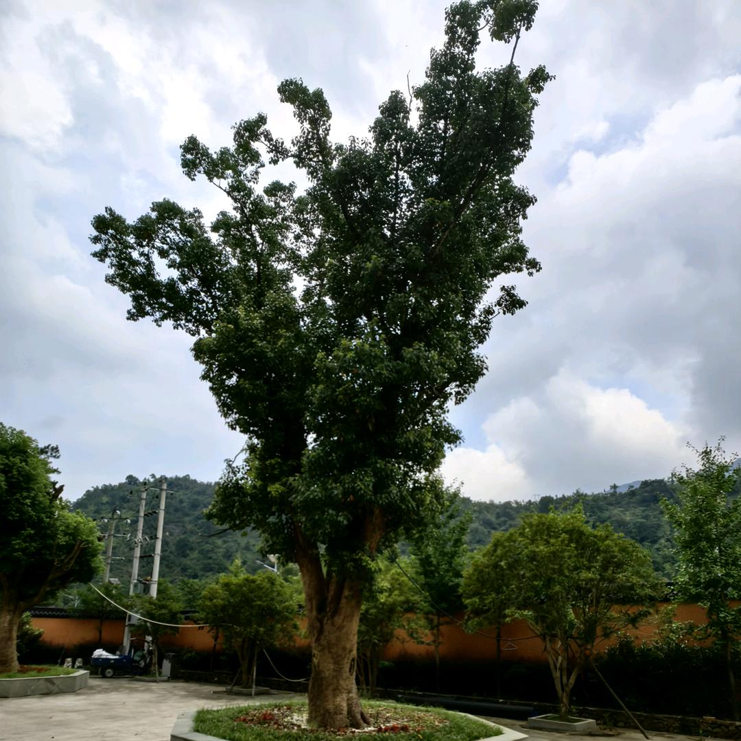 林森《森森不息》