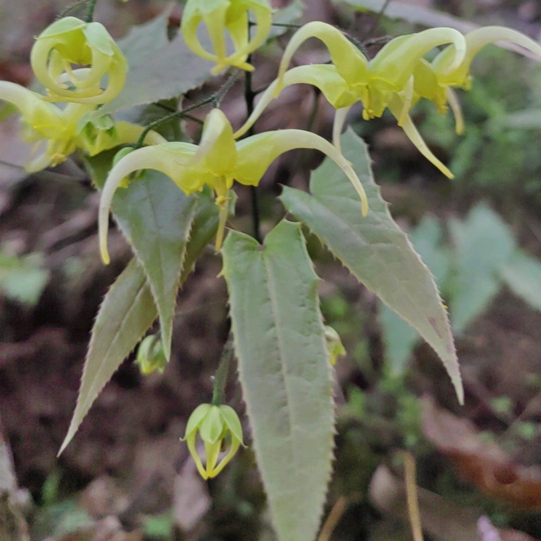 陕西岚皋县兴源农业