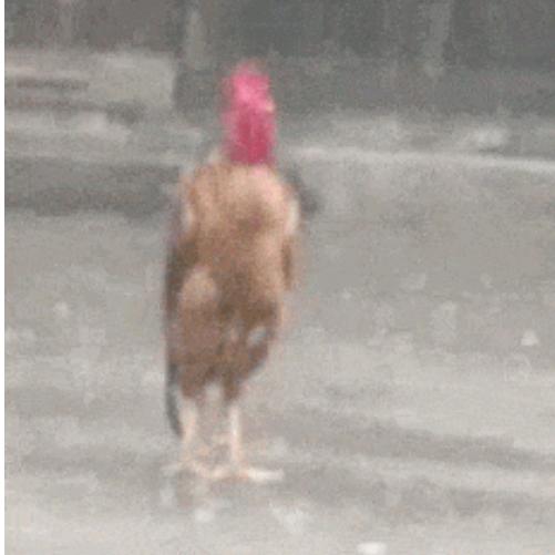 宁雨
