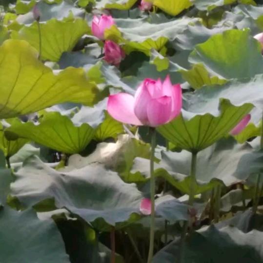 香兒
