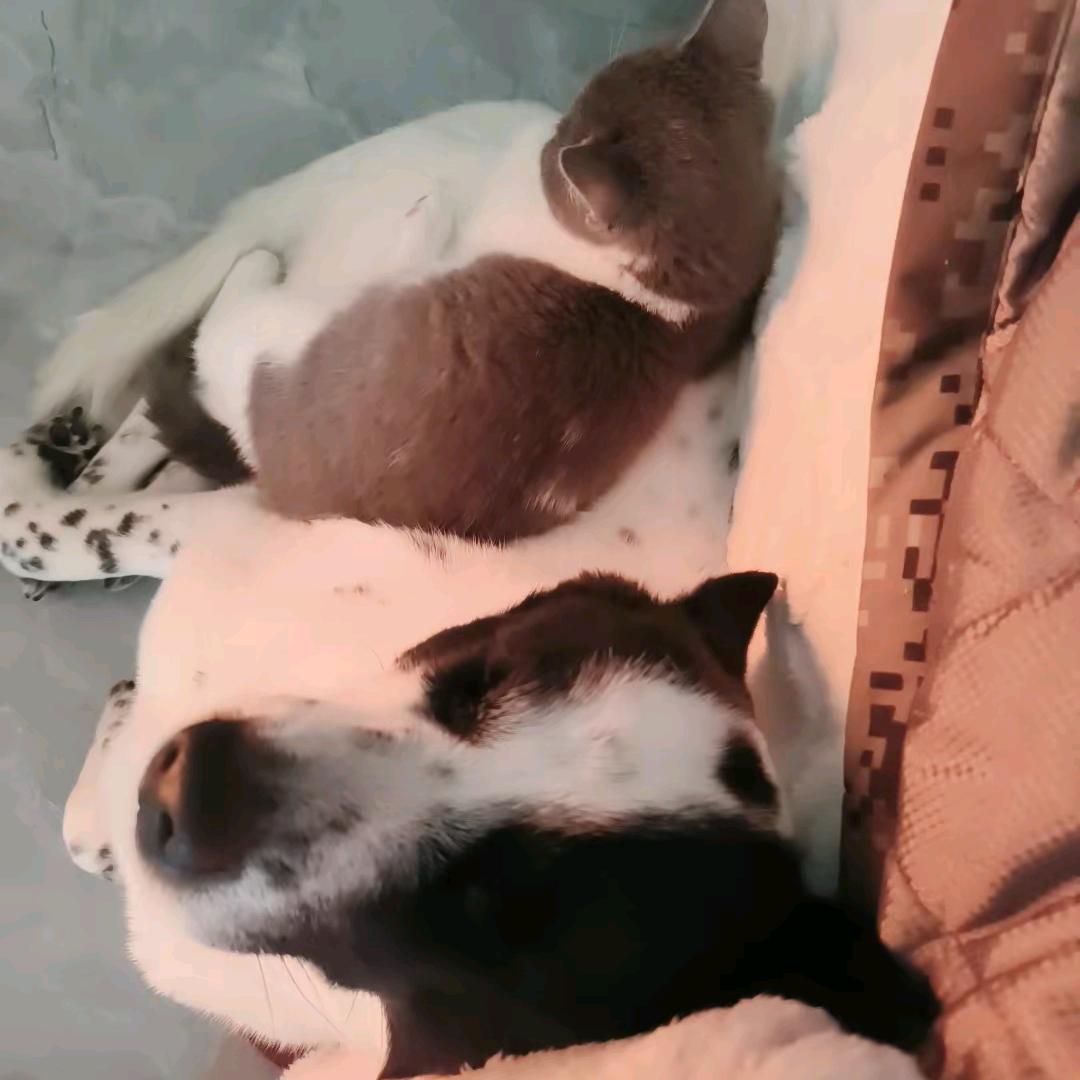 狗哥Lucky&猫妹奶茶