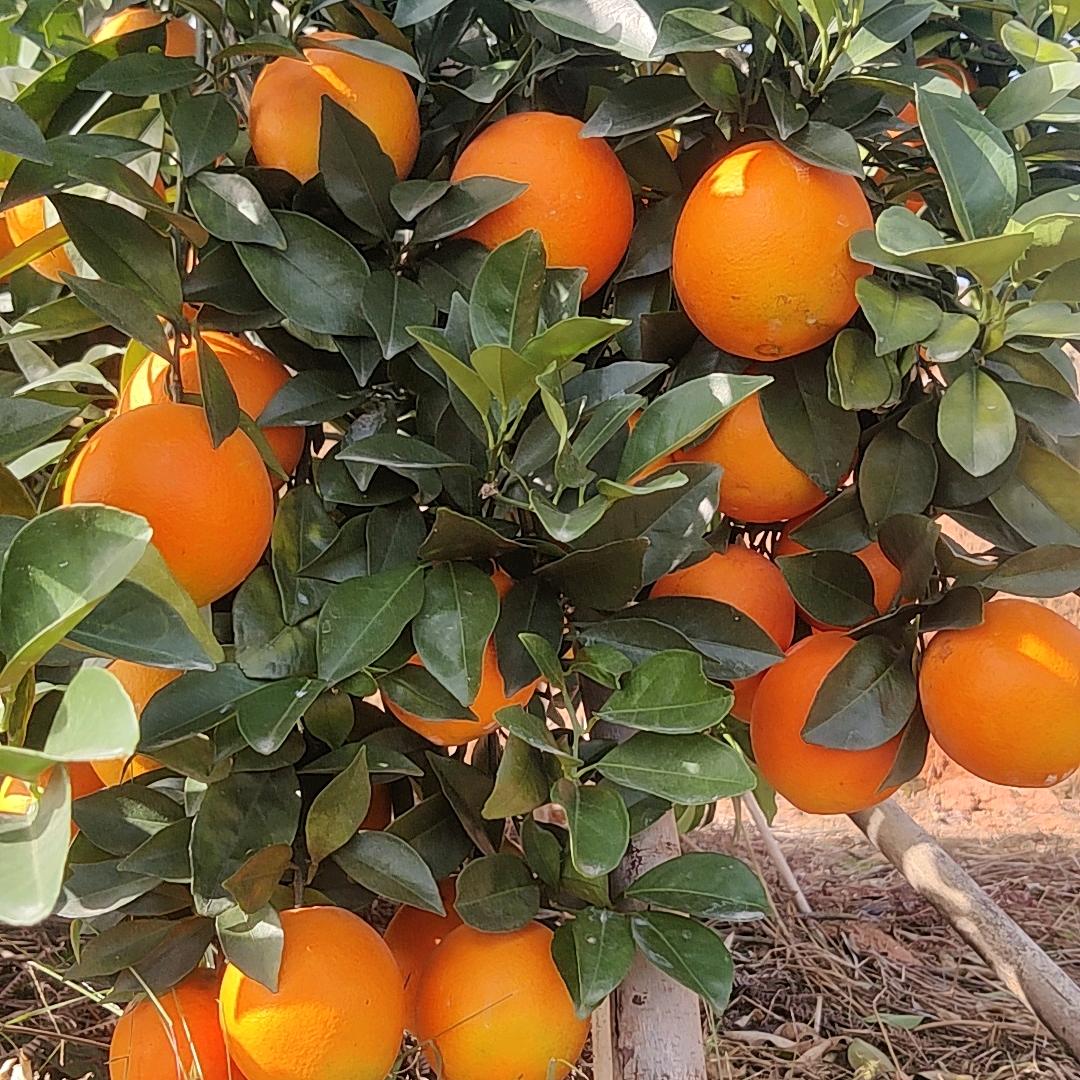 陈（橙）家英姐