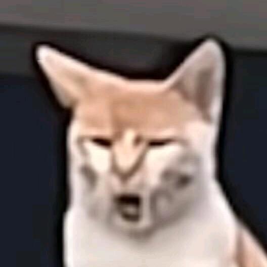 爷爷猫