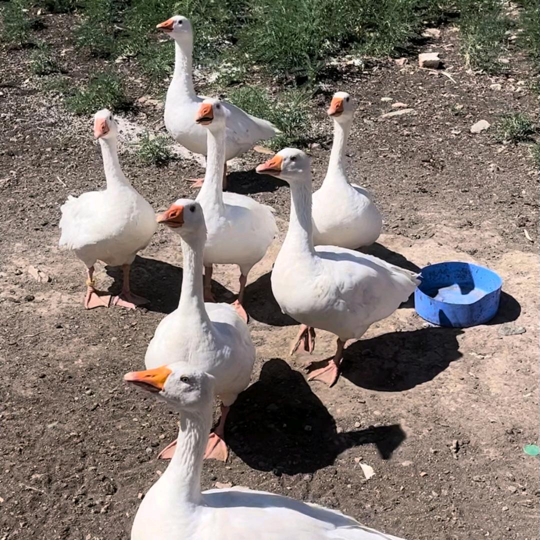 玖发（珍禽养殖）