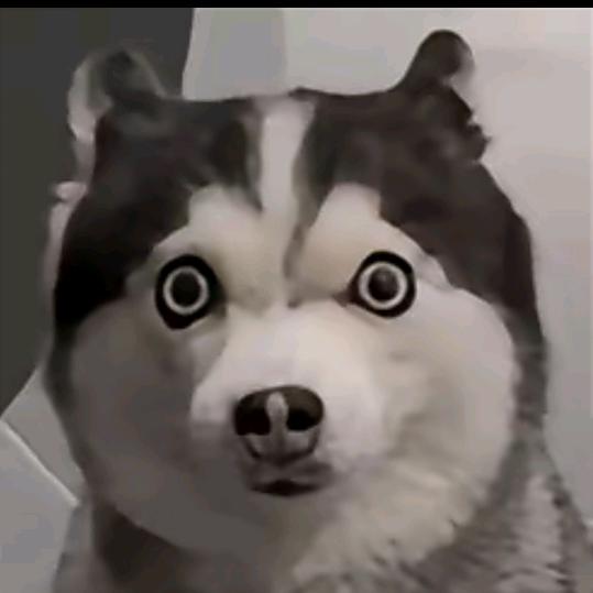 豆鱼