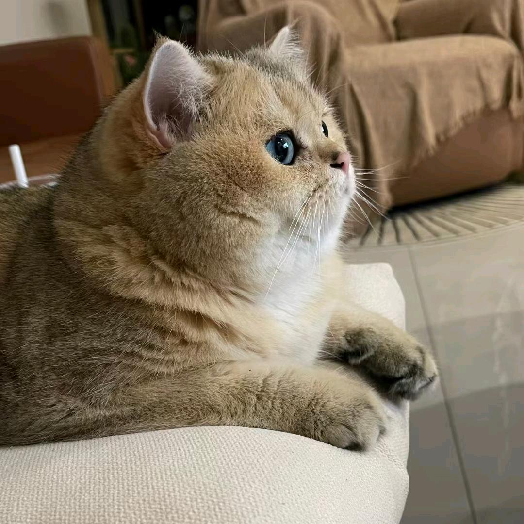 两串冰糖葫芦