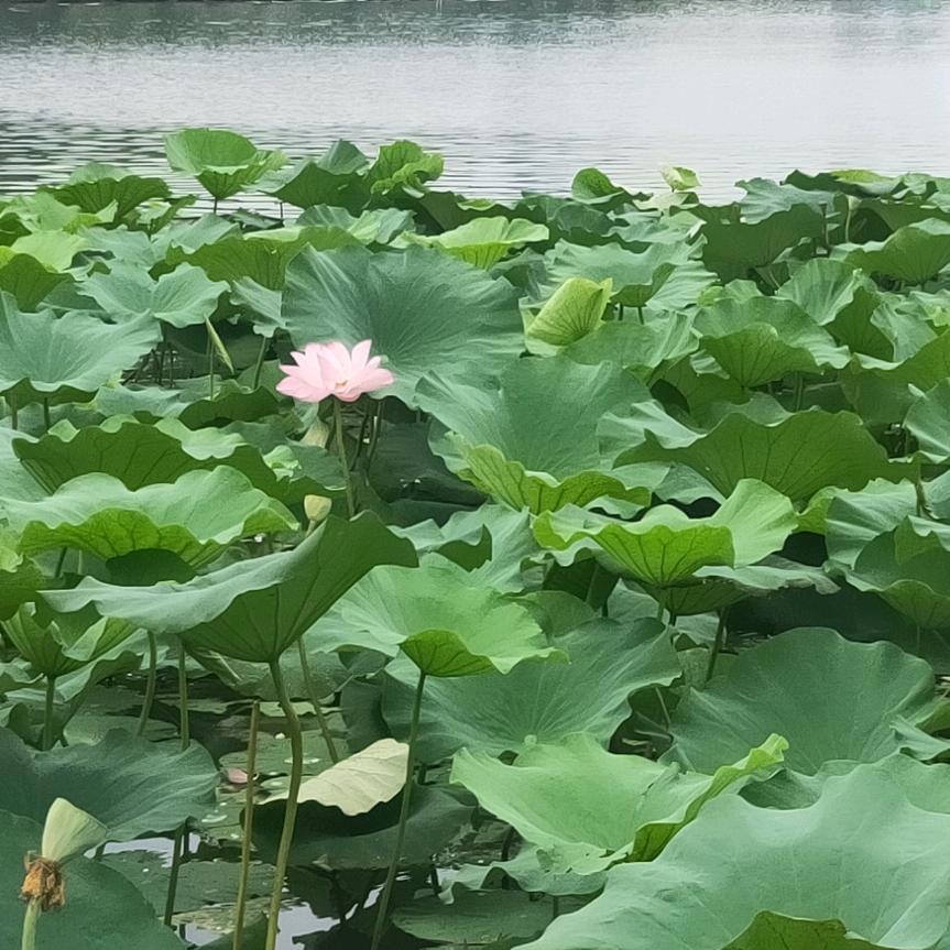 好梦如当年